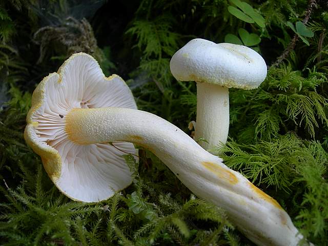 Funghi nella nebbia